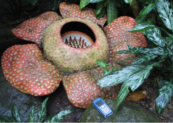 Human Flower Project The Horror Legend of the Human-Faced Flower: An Exploration from Botany ...